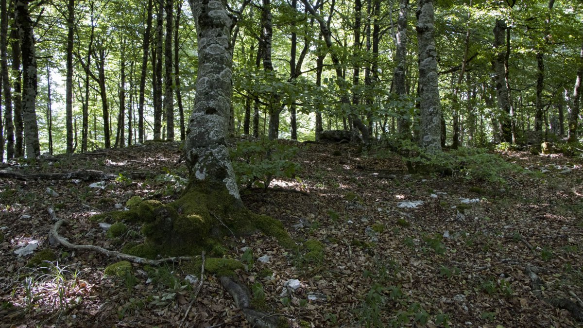 Agaria eraztuna