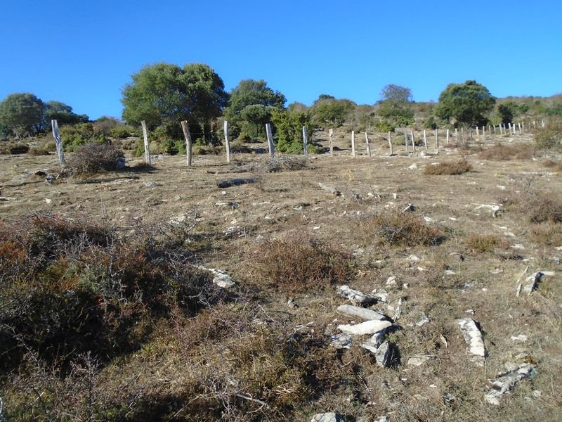 samurra 2