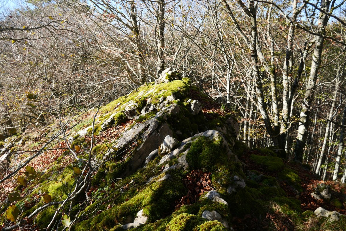 Tontorra, Oiarbide