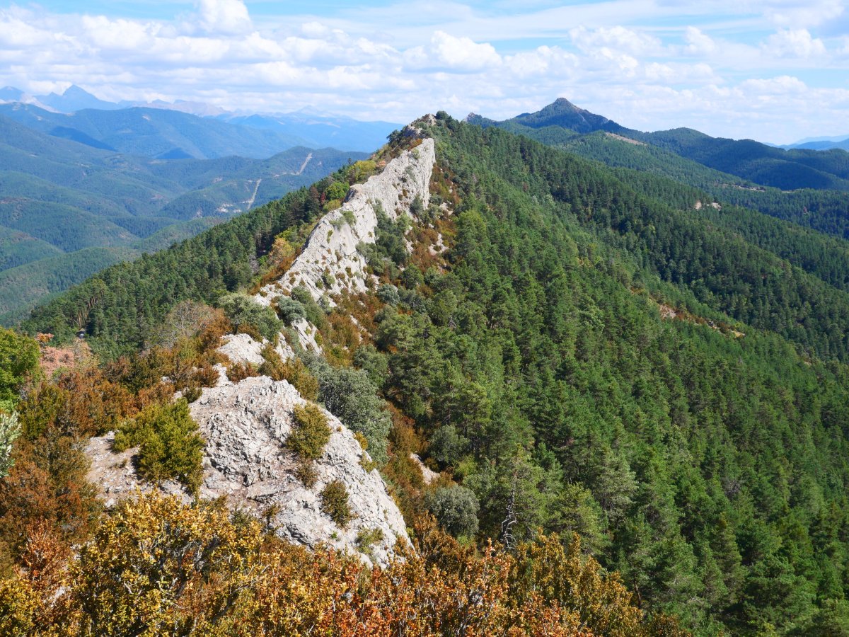 Ekialdeko gandorra
