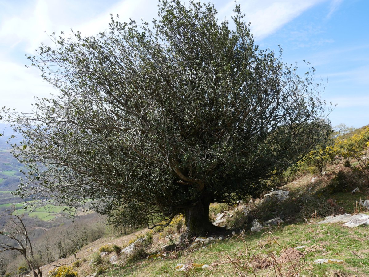 Berako gorostia