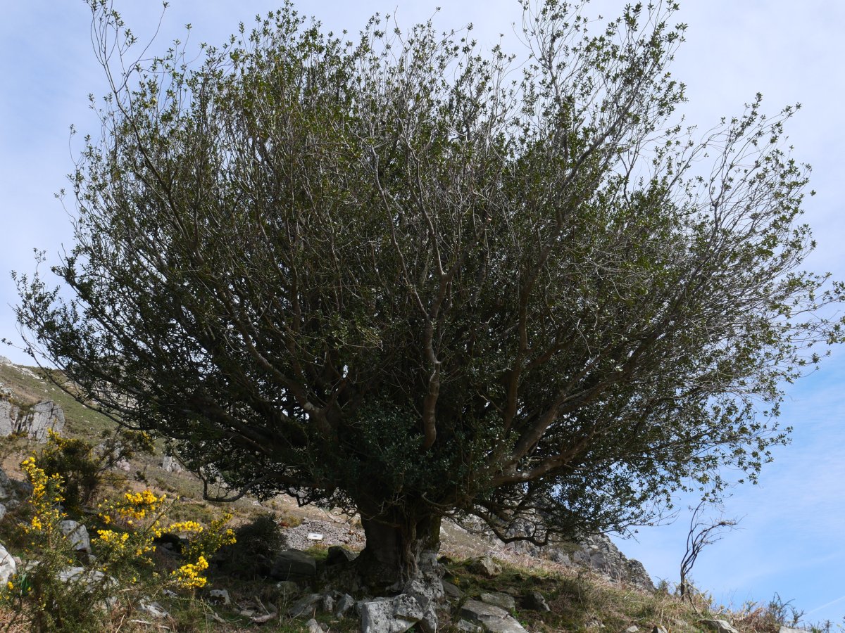Berako gorostia