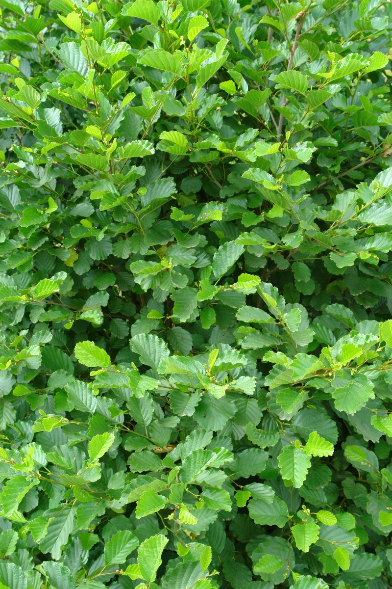 Alnus glutinosa
