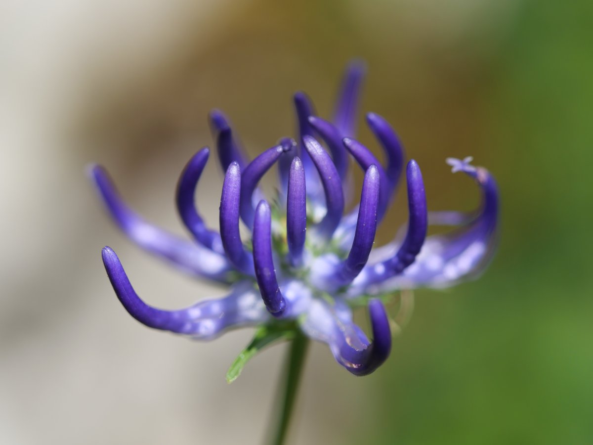 Phyteuma orbiculare