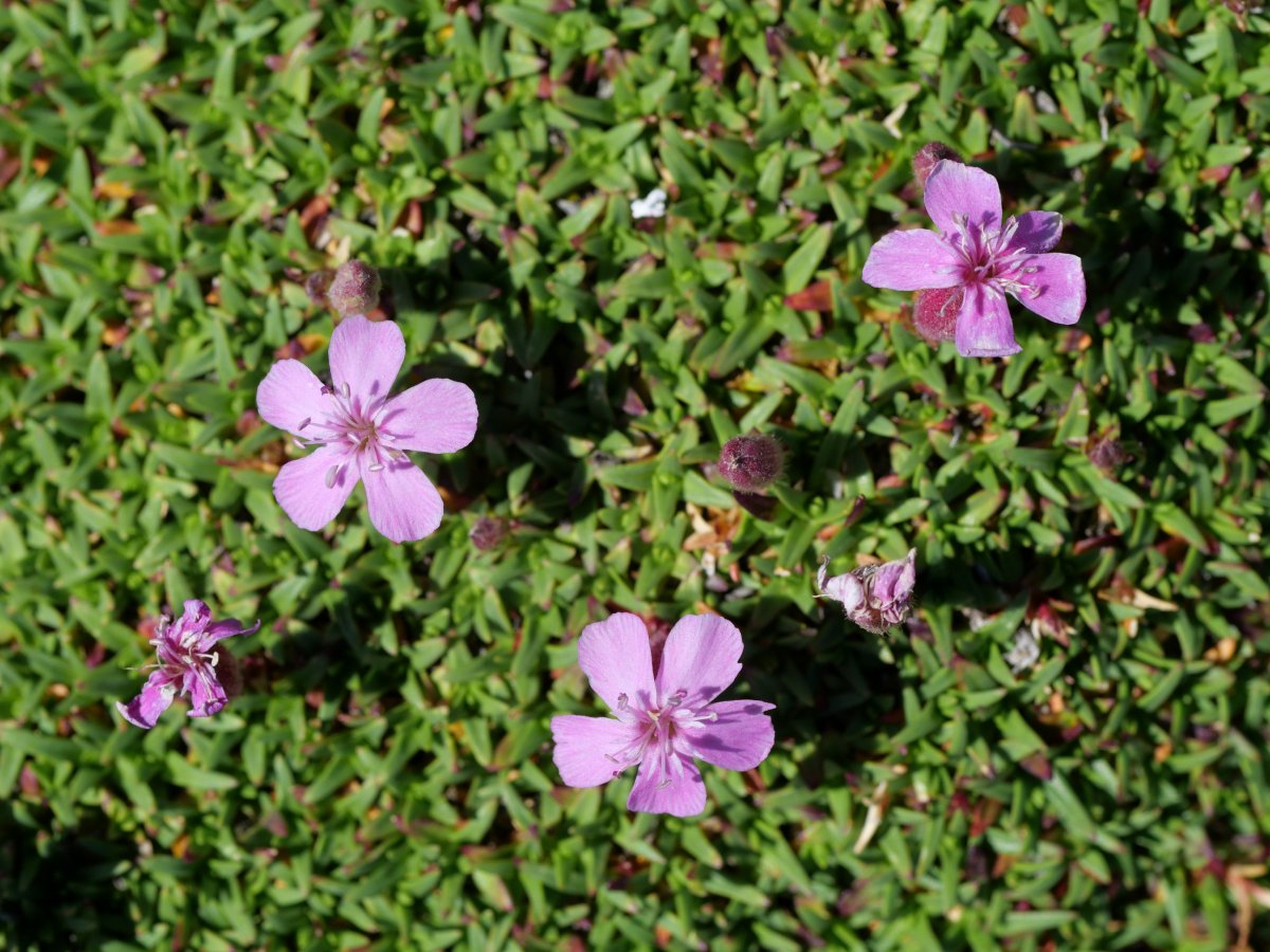 Saponaria caespitosa, Baines