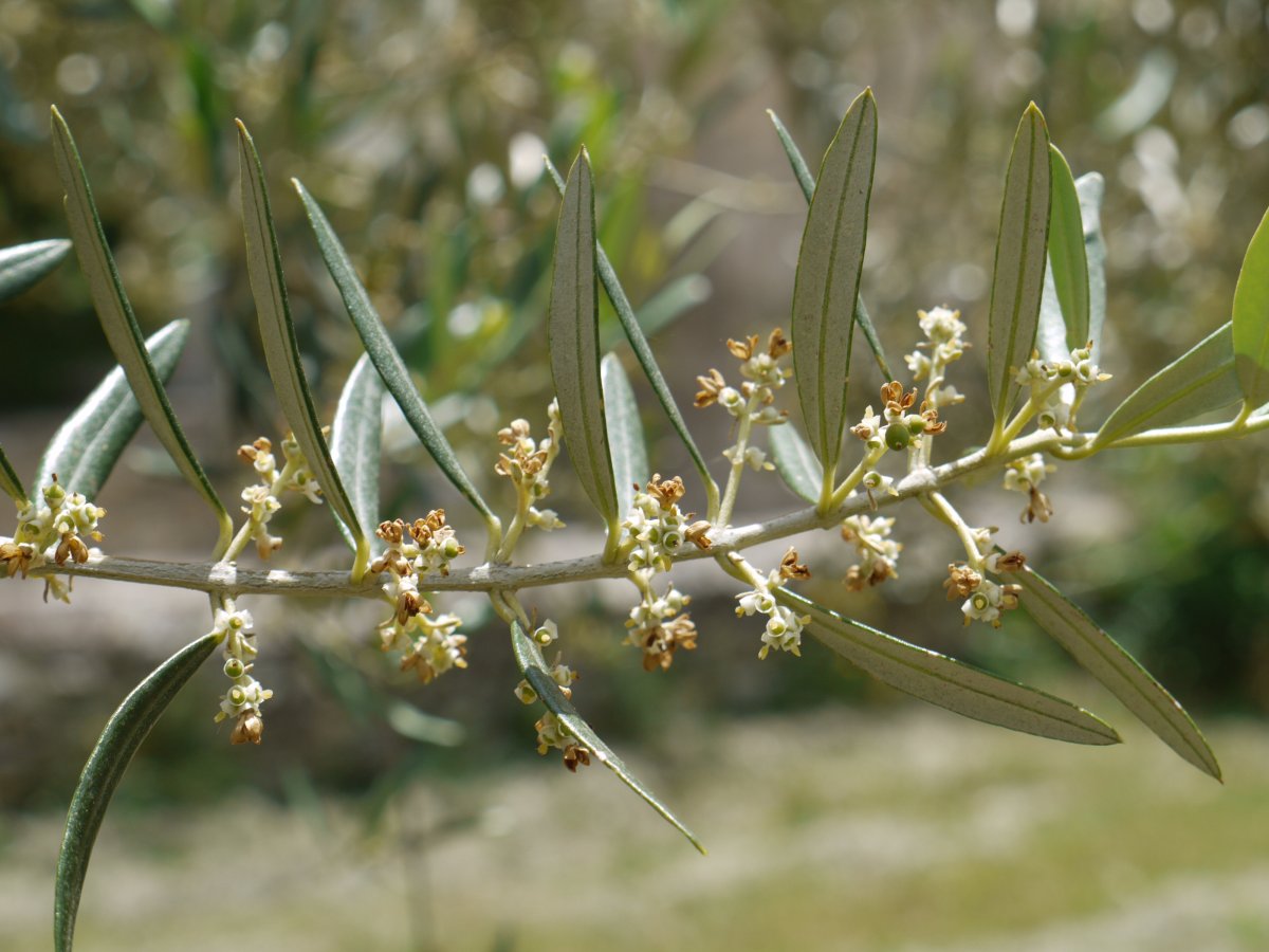 Olea europaea, Eraul herrian