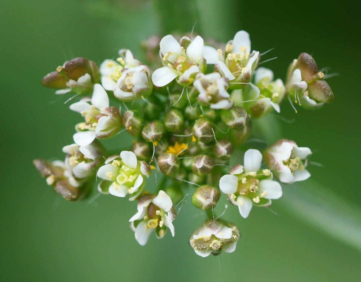  Capsella bursa-pastoris