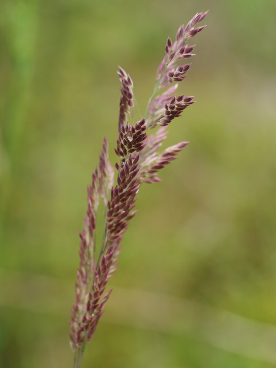 Holcus lanatus