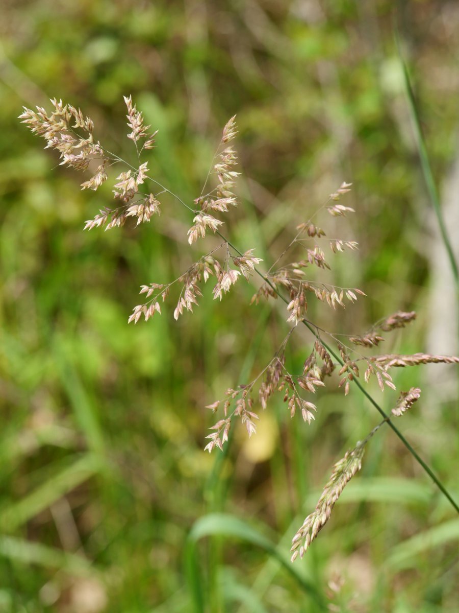 Holcus lanatus