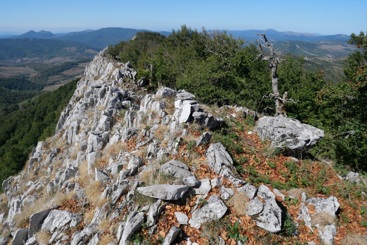 Tontorra, Arrondoa