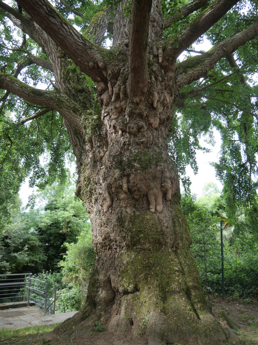 Hernaniko ginkgoa