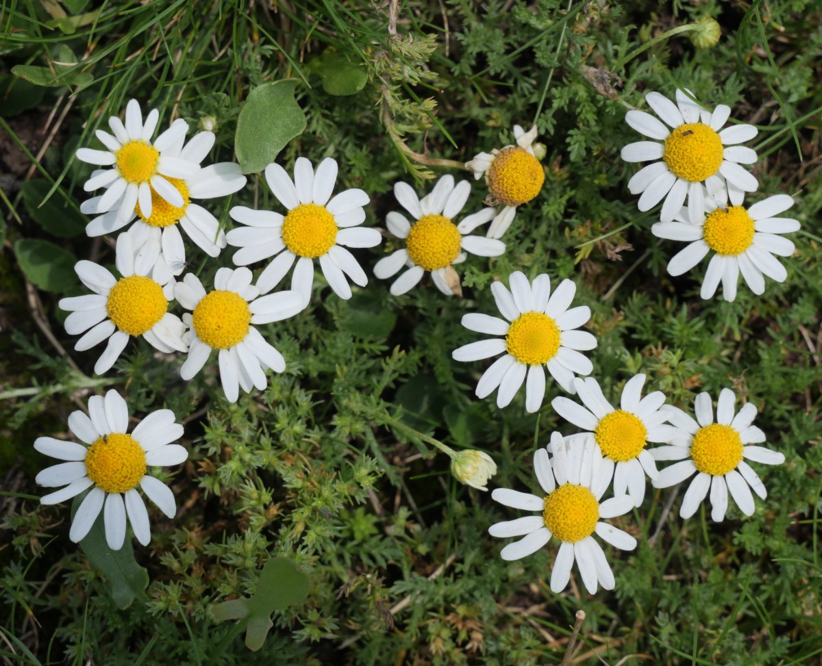 Chamaemelum nobile