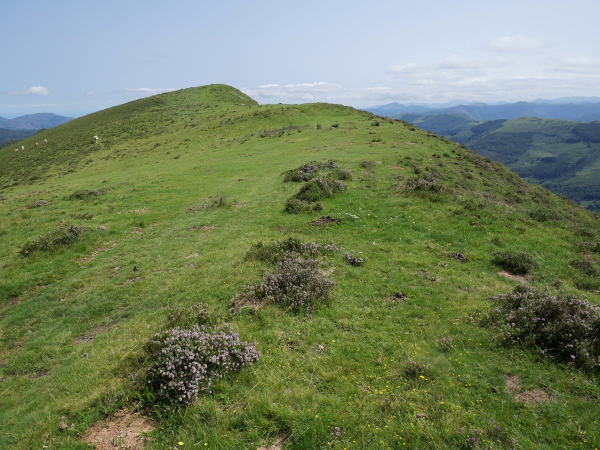 Negusoro gaina