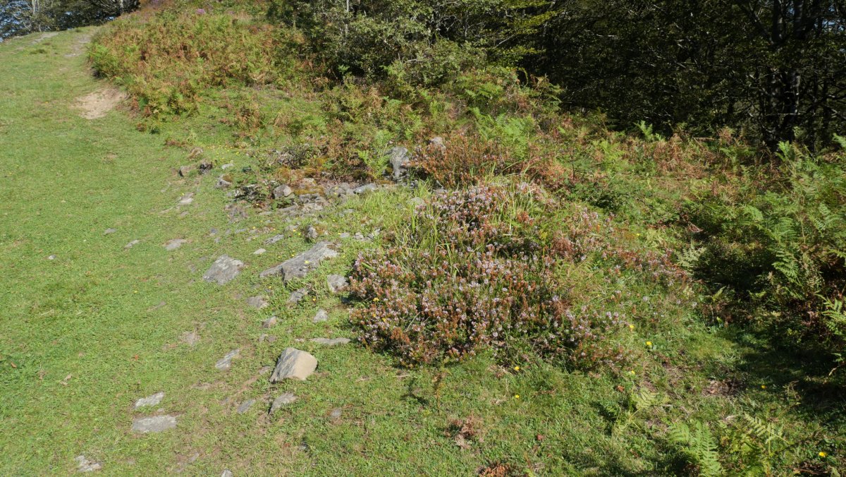 Ollargarata tumulua