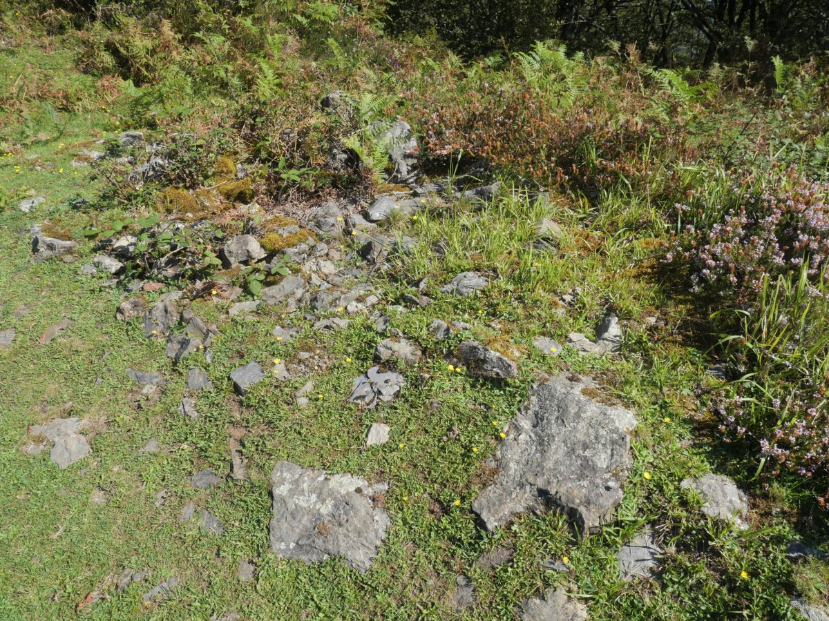 Ollargarata tumulua