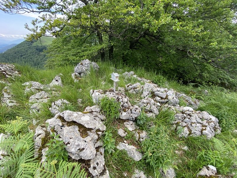 Buzoidun Tontorra