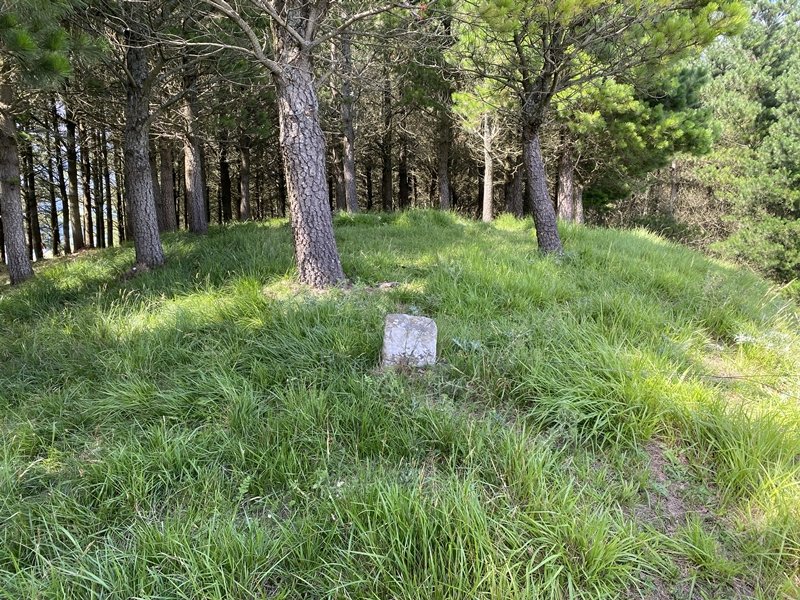 Tontorra