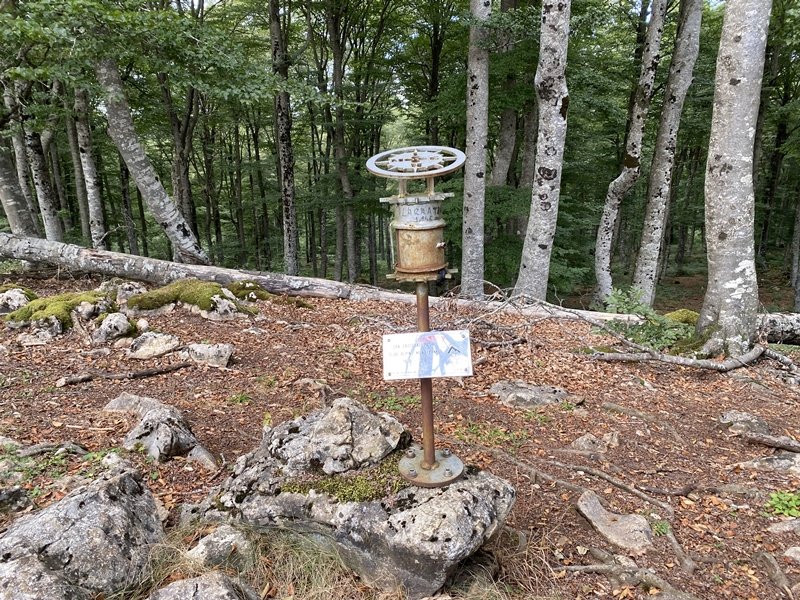Buzoia