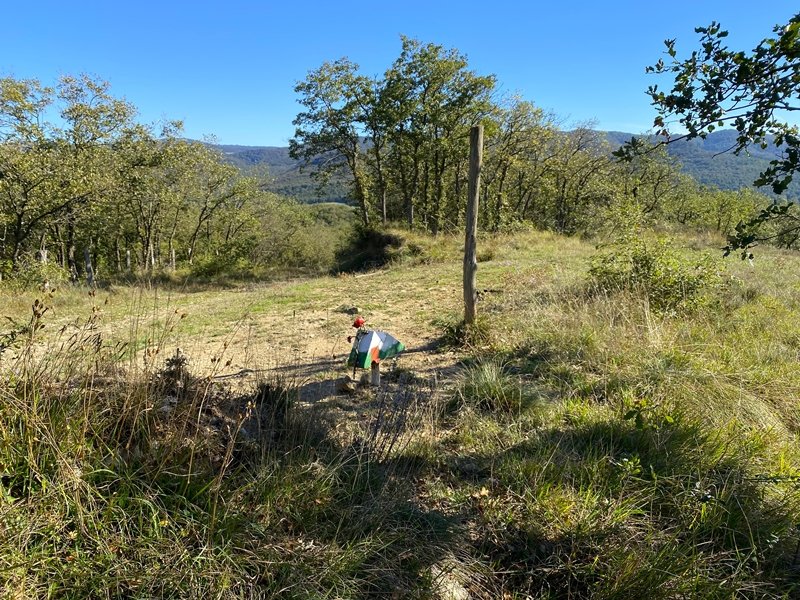 Tontorra