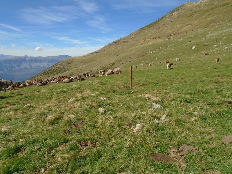 es corralets