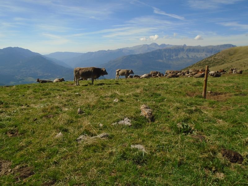 es corralets