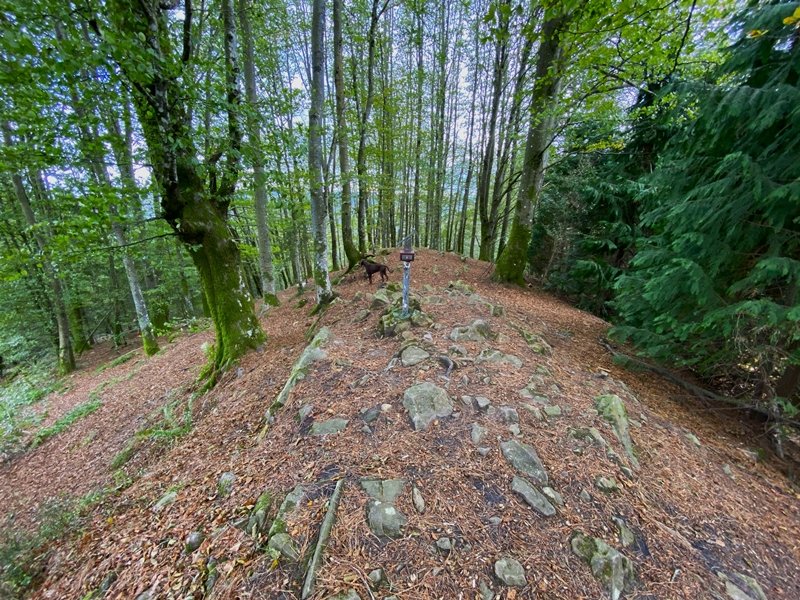 Tontorra