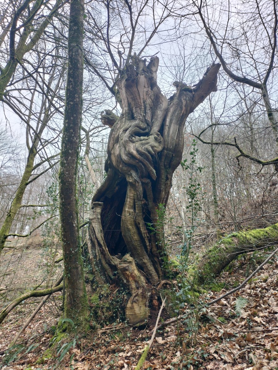 Árbol muerto
