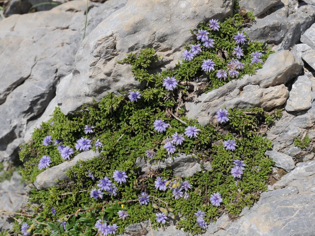 Globularia repens