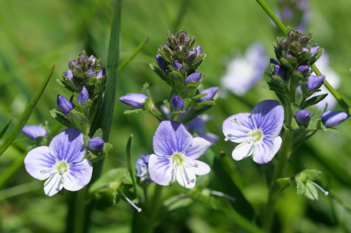 Veronica serpyllifolia Oza aldean