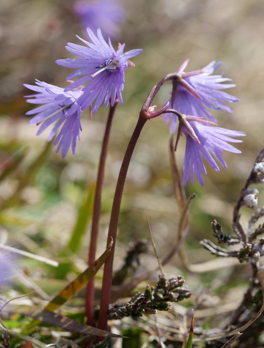 Soldanella alpina, Atxerito iboiaren inguruetan
