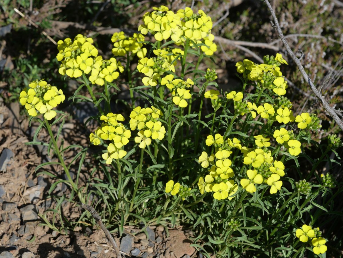 Erysimum duriaei Atxerito iboiaren inguruetan