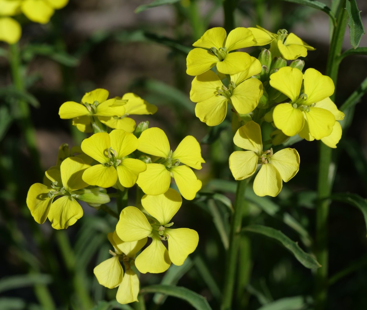 Erysimum duriaei