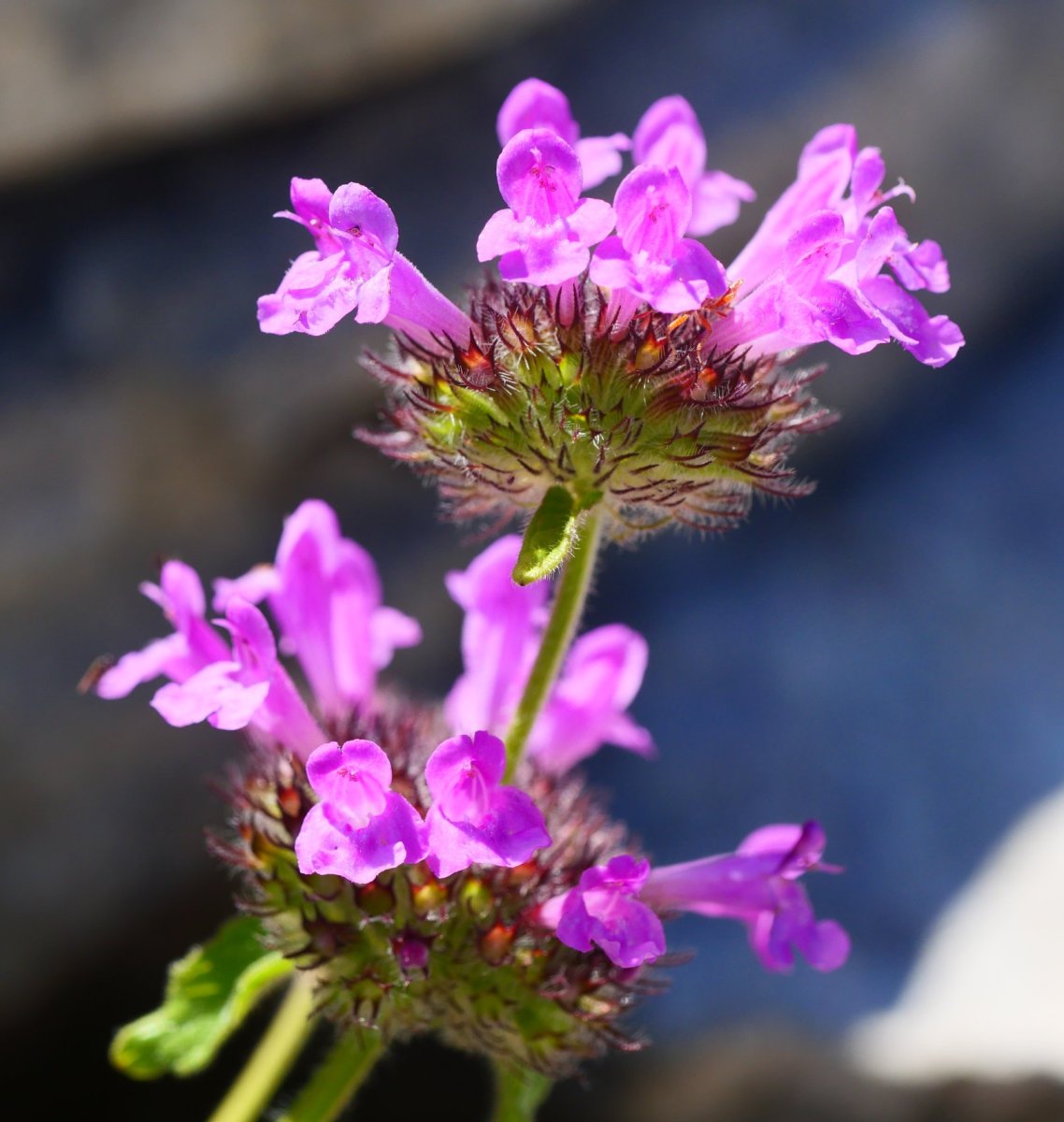Satureja vulgaris