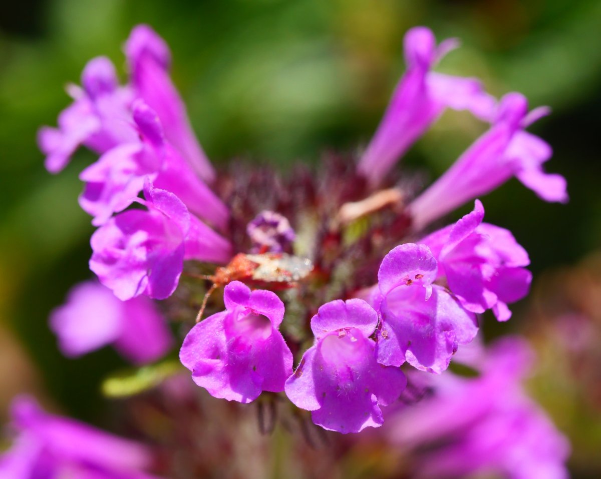 Satureja vulgaris