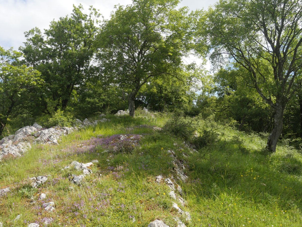 Artebakar tontorra