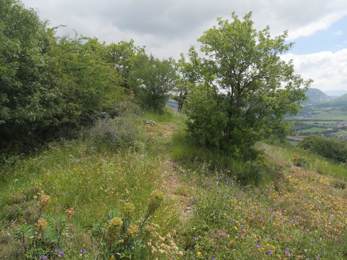 Arritxiki tontorra