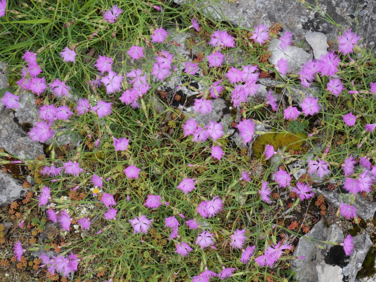 Mendiko klabelina (Dianthus hyssopifolius) tontorretik gertu, Gainsoil
