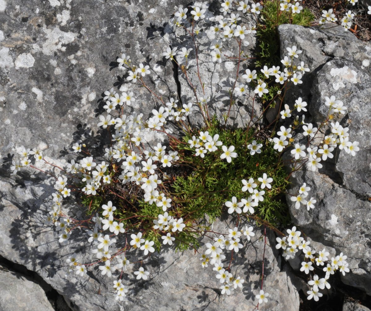 Saxifraga trifurcata, Legunbe eta Gainsoil arteko gandorrean