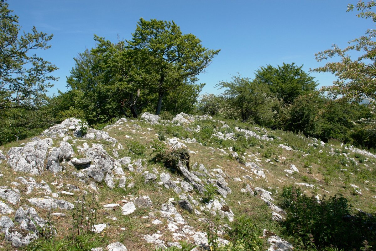 Pagoeta tontorra