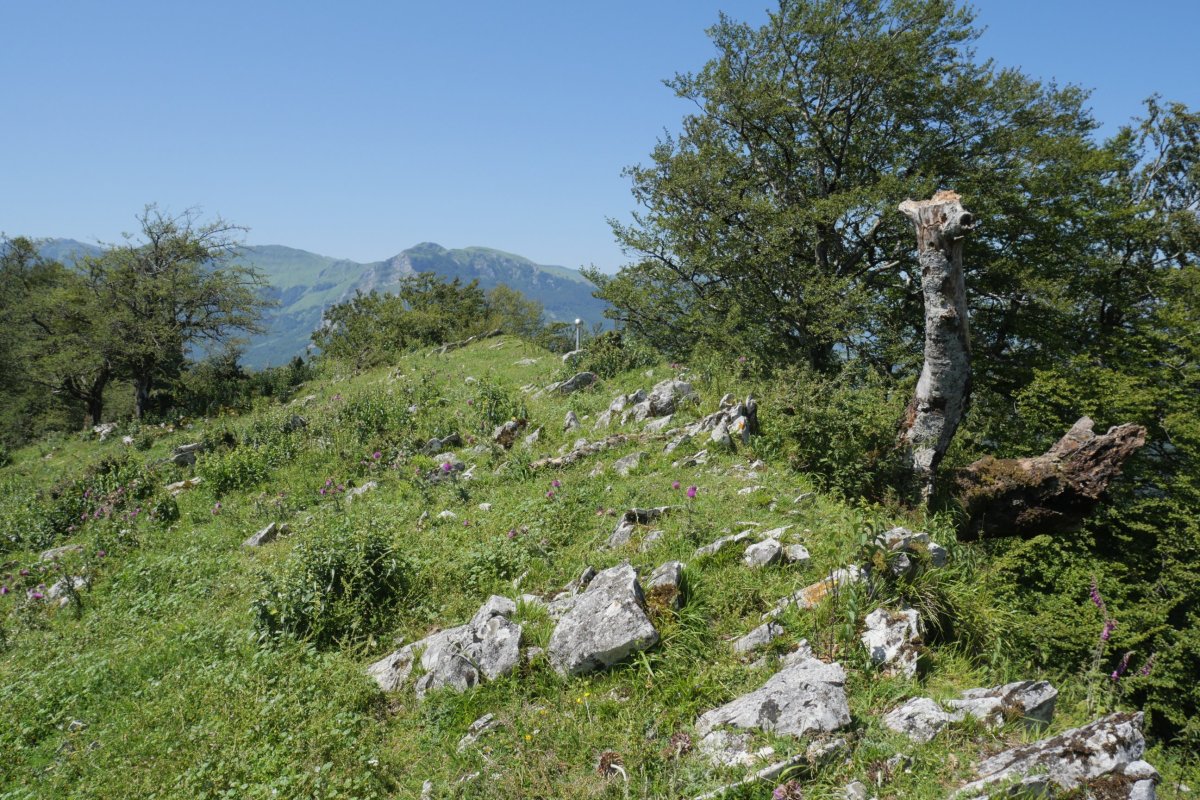 Pagoeta tontorra