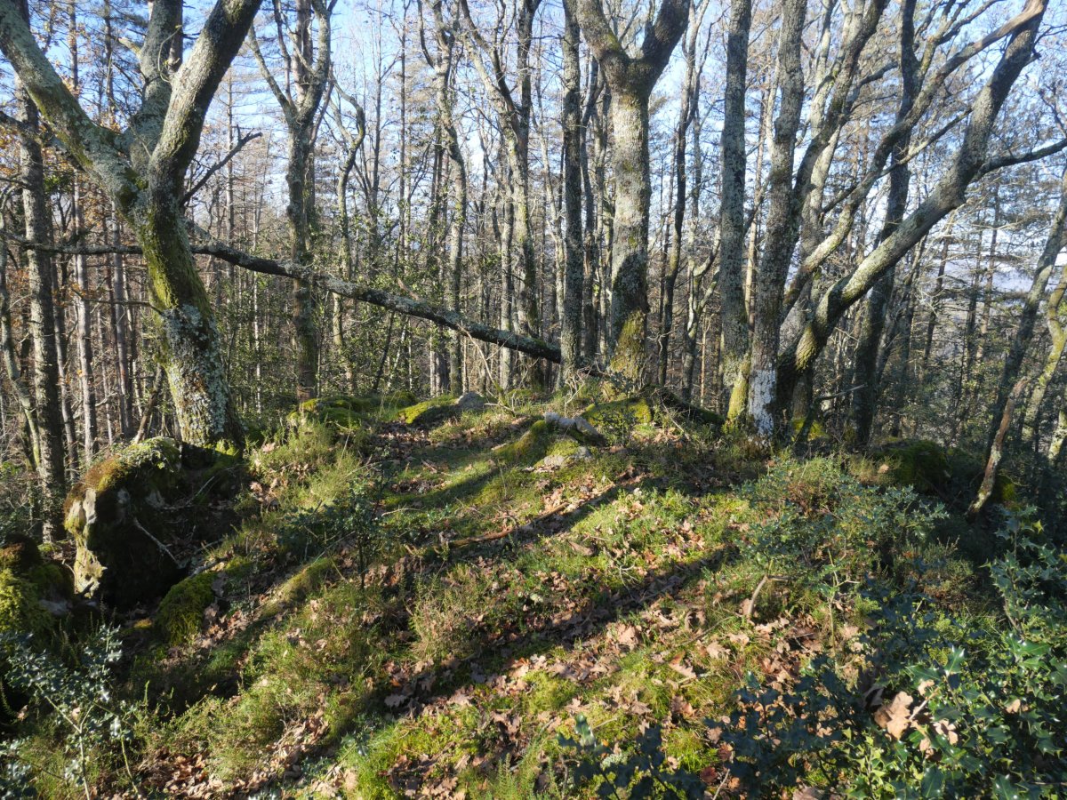 Larrandain tontorra
