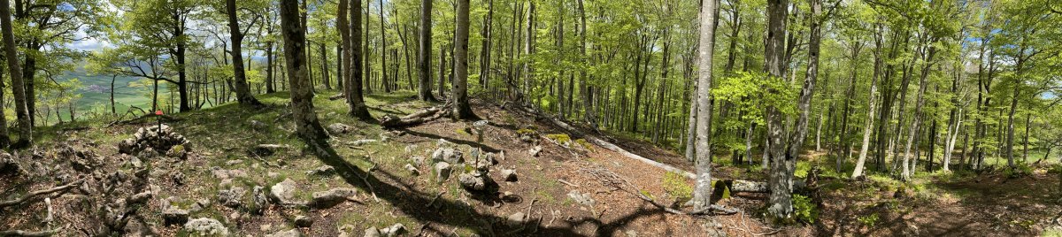 Tontorra