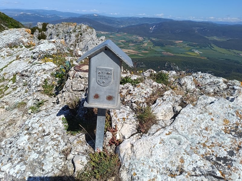 Buzoia