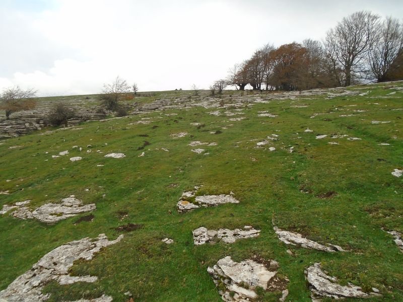 salera 2
