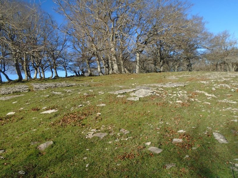 zaurogi 2