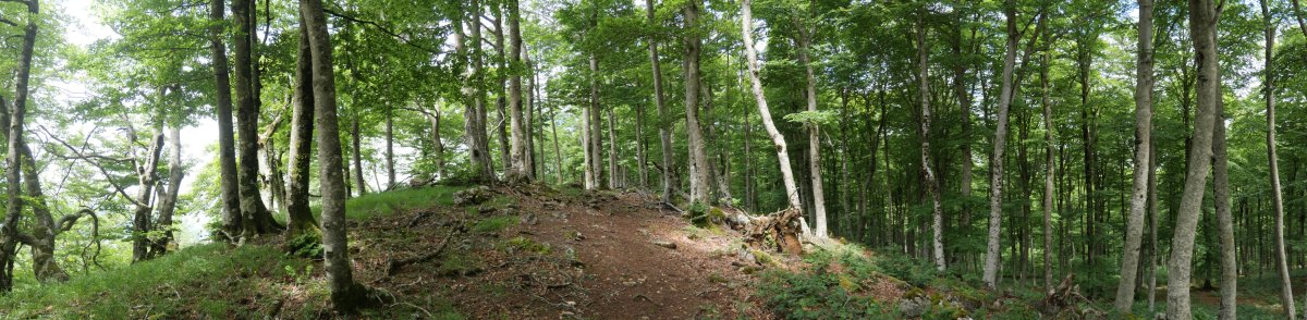 Tontorra, Ilarratza