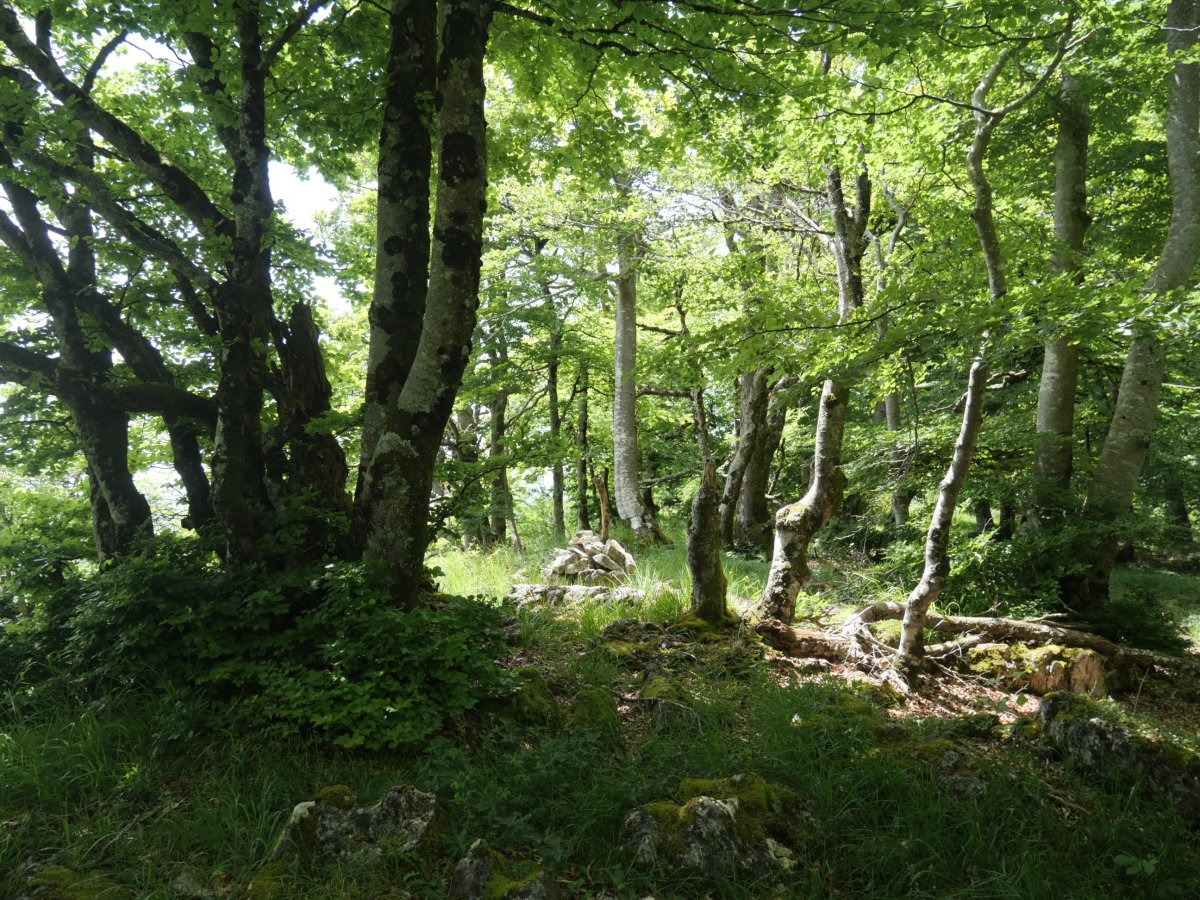 Txandi tontorra