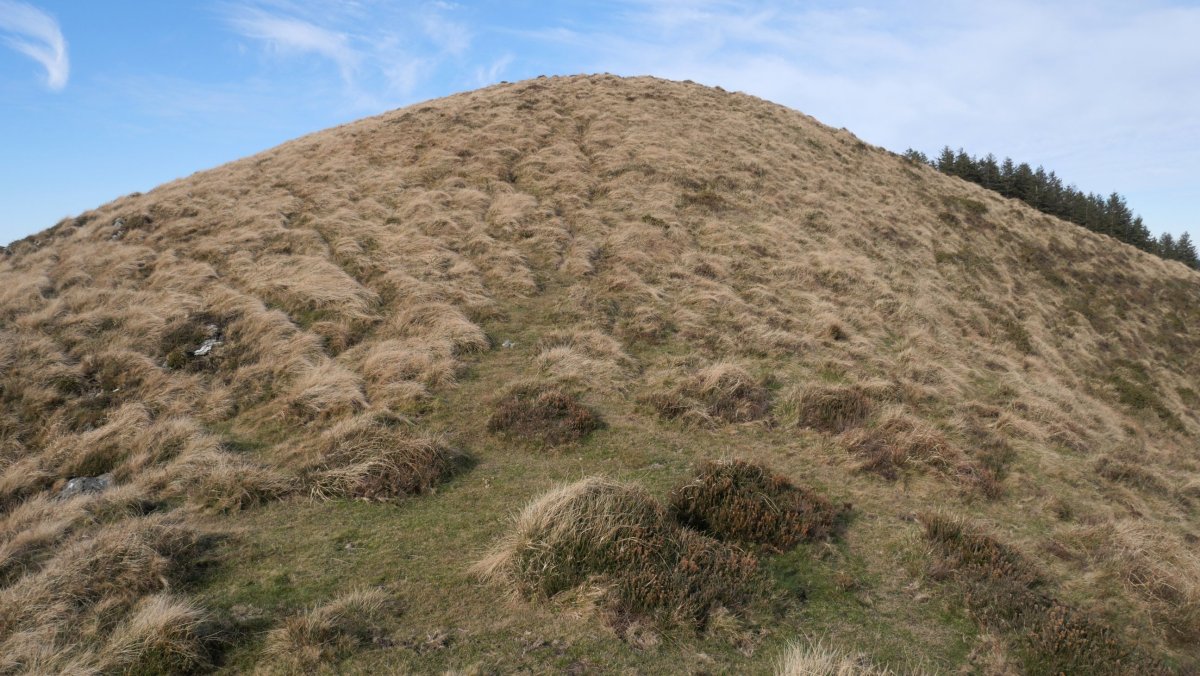 Beltzuntza tontorra