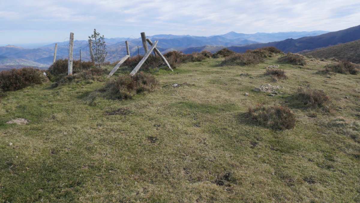 Beltzuntza tontorra