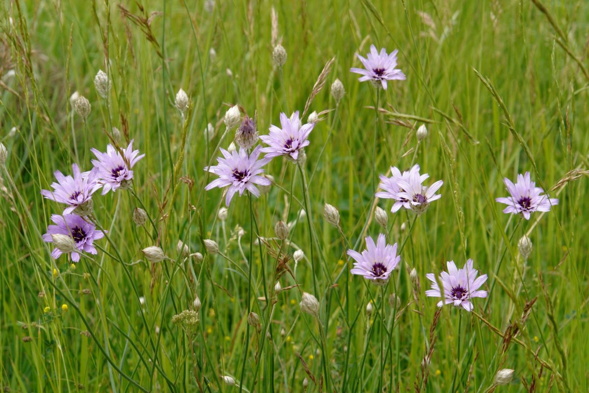 Catananche cerulea Ekoien galdean